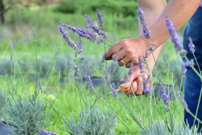 Tips for Growing Lavender in Your Garden