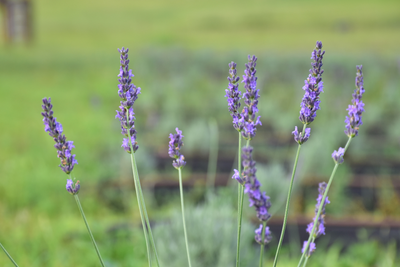 5 Ways to Use Lavender to Relax and De-stress