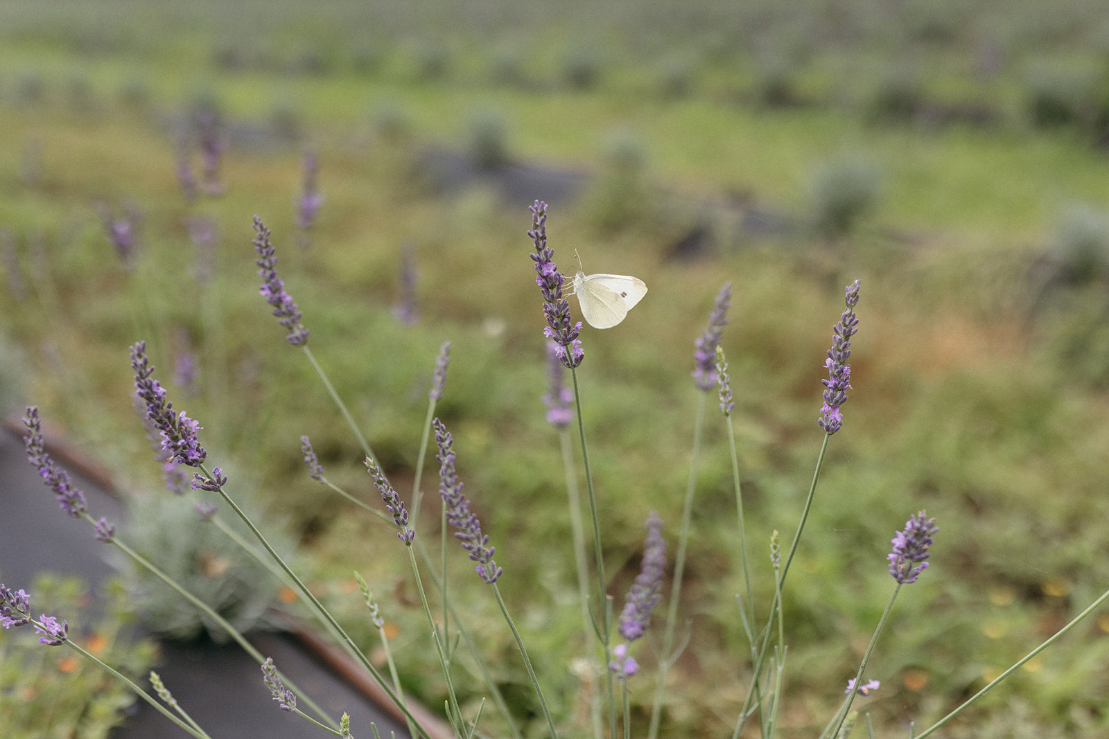 Lavender with a butterfly at the Hunter Lavender Farm, Broke NSW. 