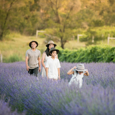 Lavender Field Walk
