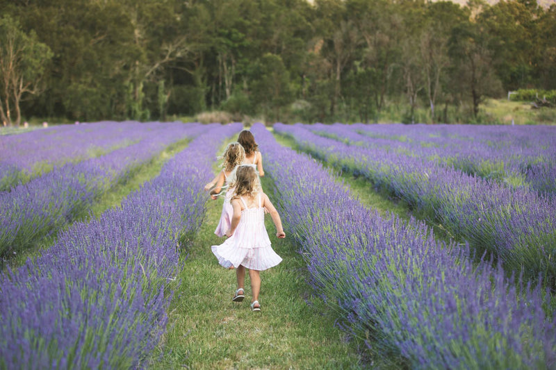 Lavender Field Walk