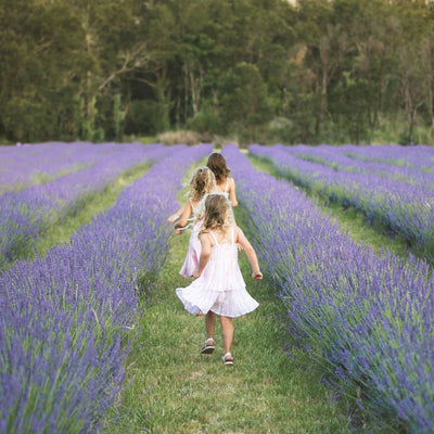 Lavender Field Walk