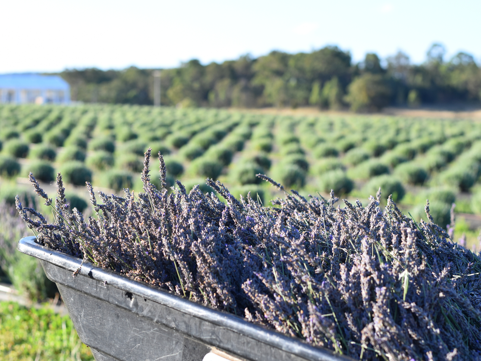 Lavender Fields Hunter Lavender Farm, Wine Country Lavender, Hunter Valley NSW