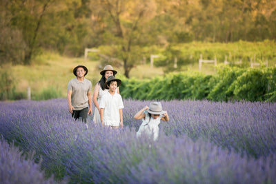 Lavender Field Walk