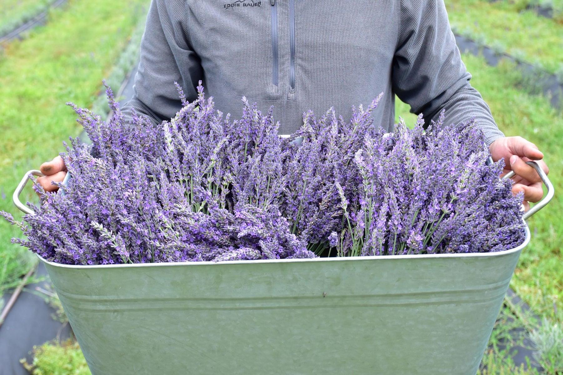 Handpicking lavender at Hunter Lavender Farm, Broke NSW